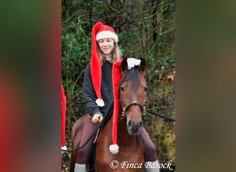 PRE Mix, Ruin, 3 Jaar, 161 cm, Bruin