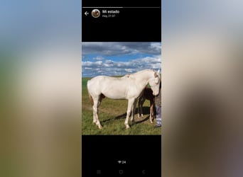PRE Mix, Ruin, 3 Jaar, 161 cm, Cremello