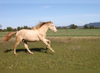 PRE Mix, Ruin, 3 Jaar, 161 cm, Perlino