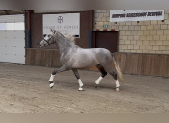 PRE Mix, Ruin, 3 Jaar, 162 cm, Appelschimmel