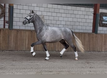 PRE Mix, Ruin, 3 Jaar, 162 cm, Appelschimmel