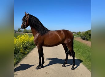 PRE Mix, Ruin, 3 Jaar, 163 cm, Bruin