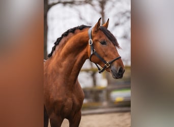 PRE, Ruin, 3 Jaar, 163 cm, Bruin