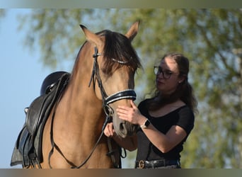 PRE, Ruin, 3 Jaar, 163 cm, Buckskin