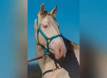 PRE Mix, Ruin, 3 Jaar, 163 cm, Cremello