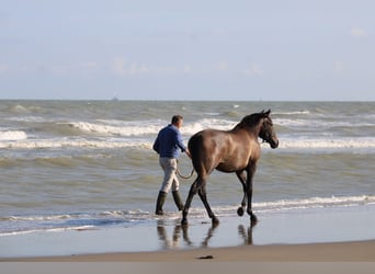 PRE, Ruin, 3 Jaar, 163 cm, Schimmel