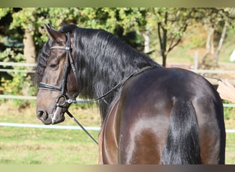 PRE Mix, Ruin, 3 Jaar, 163 cm, Zwart