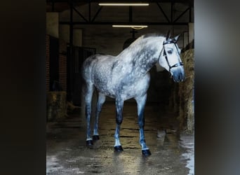 PRE, Ruin, 3 Jaar, 164 cm, Appelschimmel