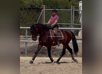 PRE Mix, Ruin, 3 Jaar, 164 cm, Donkerbruin