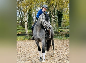 PRE Mix, Ruin, 3 Jaar, 164 cm, Schimmel