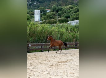 PRE, Ruin, 3 Jaar, 165 cm, Bruin