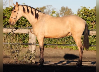 PRE, Ruin, 3 Jaar, 165 cm, Buckskin