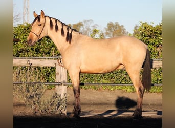 PRE, Ruin, 3 Jaar, 165 cm, Buckskin