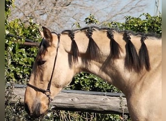 PRE, Ruin, 3 Jaar, 165 cm, Buckskin