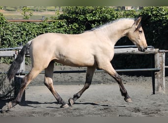 PRE, Ruin, 3 Jaar, 165 cm, Buckskin