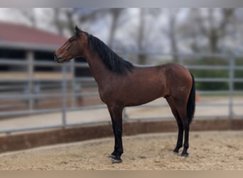 PRE, Ruin, 3 Jaar, Bruin