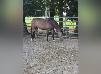 PRE Mix, Ruin, 3 Jaar, Buckskin