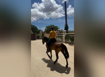 PRE Mix, Ruin, 4 Jaar, 150 cm, Buckskin