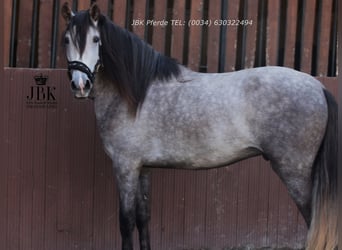 PRE Mix, Ruin, 4 Jaar, 152 cm, Appelschimmel