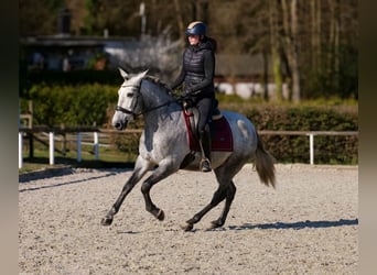 PRE Mix, Ruin, 4 Jaar, 153 cm, Schimmel