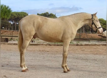 PRE Mix, Ruin, 4 Jaar, 154 cm, Cremello