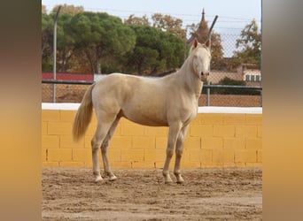 PRE Mix, Ruin, 4 Jaar, 154 cm, Cremello