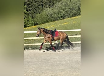 PRE Mix, Ruin, 4 Jaar, 155 cm, Falbe