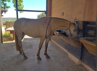 PRE, Ruin, 4 Jaar, 155 cm, Pearl