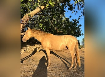 PRE, Ruin, 4 Jaar, 155 cm, Pearl