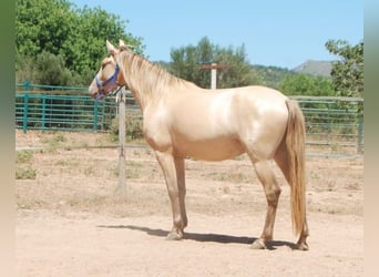 PRE, Ruin, 4 Jaar, 155 cm, Pearl