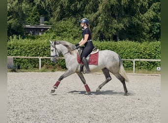 PRE, Ruin, 4 Jaar, 155 cm, Schimmel