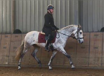 PRE Mix, Ruin, 4 Jaar, 155 cm, Schimmel