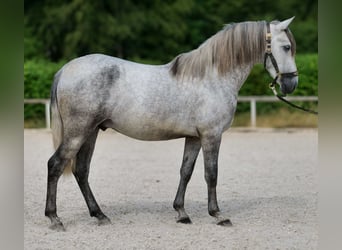 PRE Mix, Ruin, 4 Jaar, 155 cm, Schimmel