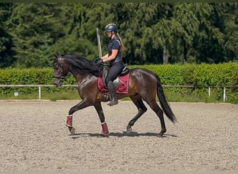 PRE, Ruin, 4 Jaar, 156 cm, Donkerbruin