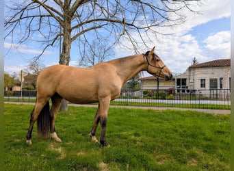 PRE Mix, Ruin, 4 Jaar, 156 cm, Falbe