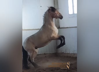 PRE Mix, Ruin, 4 Jaar, 156 cm, Falbe