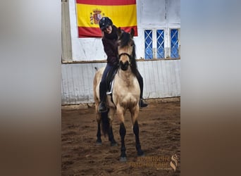 PRE Mix, Ruin, 4 Jaar, 156 cm, Falbe