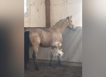 PRE Mix, Ruin, 4 Jaar, 156 cm, Falbe