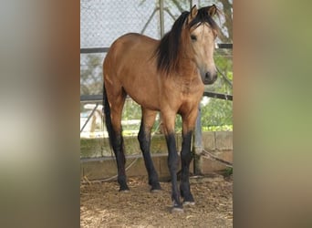 PRE Mix, Ruin, 4 Jaar, 156 cm, Falbe