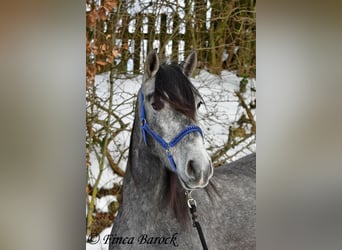 PRE Mix, Ruin, 4 Jaar, 156 cm, Schimmel