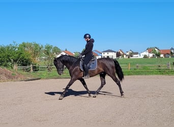 PRE Mix, Ruin, 4 Jaar, 157 cm, Zwart