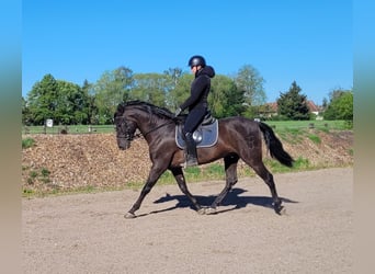 PRE Mix, Ruin, 4 Jaar, 157 cm, Zwart