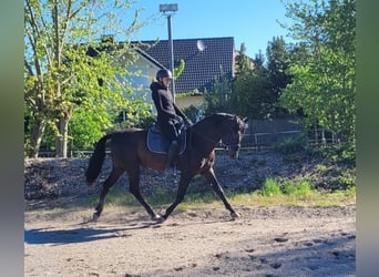 PRE Mix, Ruin, 4 Jaar, 157 cm, Zwart