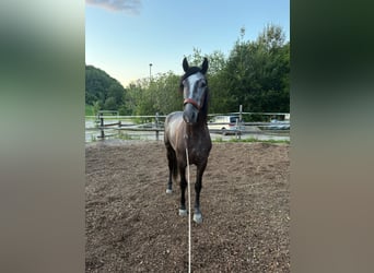PRE Mix, Ruin, 4 Jaar, 157 cm, Zwartschimmel