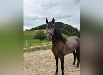 PRE Mix, Ruin, 4 Jaar, 157 cm, Zwartschimmel