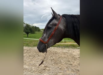 PRE Mix, Ruin, 4 Jaar, 157 cm, Zwartschimmel