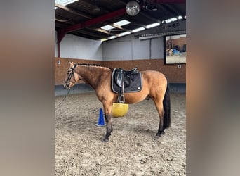 PRE Mix, Ruin, 4 Jaar, 158 cm, Falbe