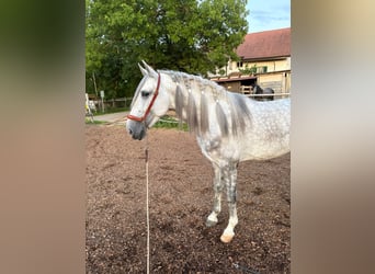 PRE Mix, Ruin, 4 Jaar, 158 cm, Schimmel
