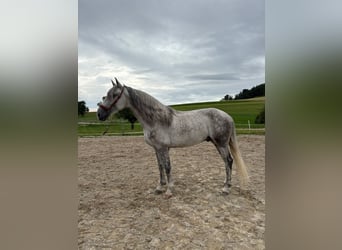 PRE Mix, Ruin, 4 Jaar, 158 cm, Schimmel