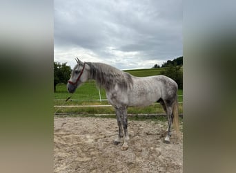 PRE Mix, Ruin, 4 Jaar, 158 cm, Schimmel